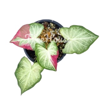 บอนสี ชายชล (Caladium sp. chaichon) กระถาง 6 นิ้ว