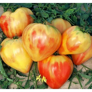 เมล็ดพันธุ์มะเขือเทศหัวใจ ออเรนจน์ รัสเซียน อ็อกซ์ฮาร์ท Orange Russian Oxheart Tomato Seeds บรรจุ 15 เมล็ด คุณภาพดี