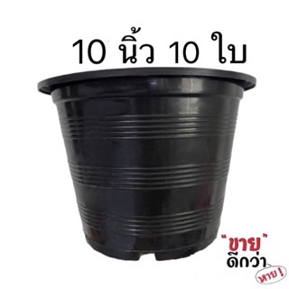 กระถาง 10 นิ้ว 10 ใบ