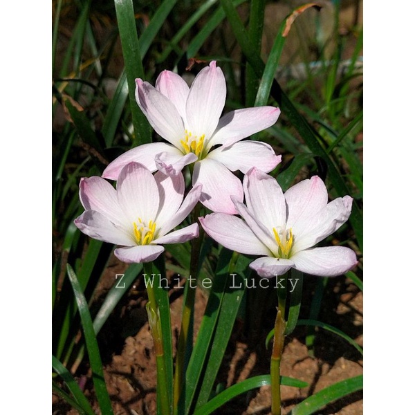 บัวดินZ.White Lucky ดอกมาบ่อย ชุดละ 3 หัว 50