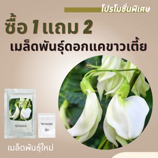 เมล็ดพันธุ์แคขาวเตี้ย1แถม2 (100เมล็ด) ราคาถูกที่สุด