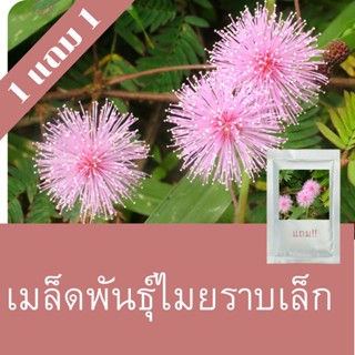 เมล็ดพันธุ์ไมยราบเล็ก 1แถม1 (250เมล็ด)ถูกที่สุด!!