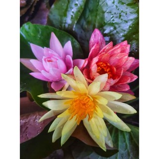 ชุดบัวนอก 3 ต้น 3 สี