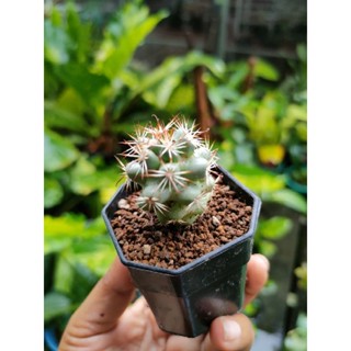 กระบองเพชร แคคตัส แมมชูแมน (Mammillaria schumannii Hildm) อยู่ในกระถาง 2" พร้อมส่ง