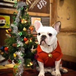 Dogiebra เสื้อผ้าสุนัข Polo (สีแดง) เสื้อผ้าสัตว์เลี้ยง พร้อมส่ง