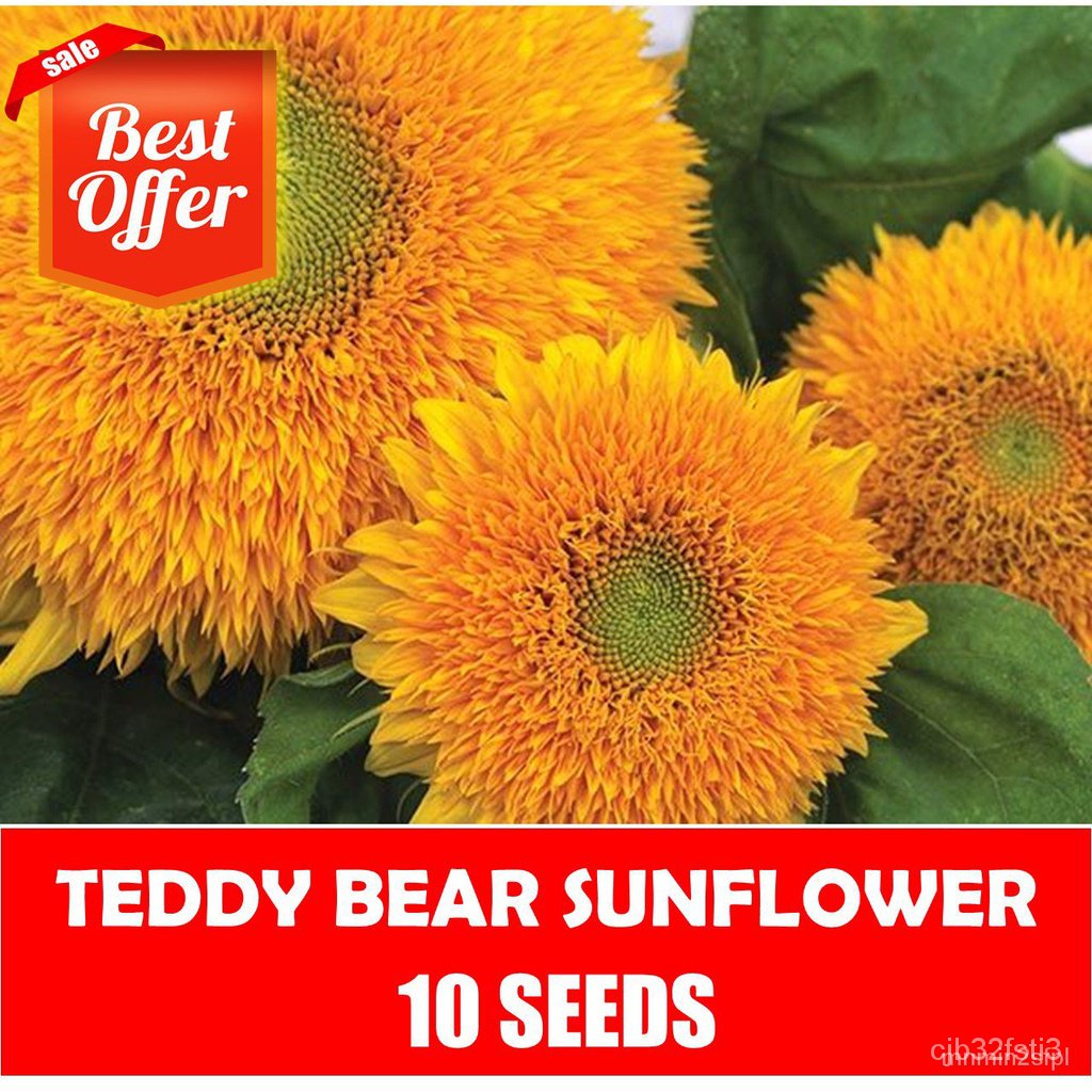 （คุณภาพสูง เมล็ด）Teddy Bear SF Seeds -  Seedsed LKCE/ง่าย ปลูก สวนครัว เมล็ด/ต้นอ่อน 6GYG