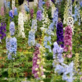 ผลิตภัณฑ์ใหม่ เมล็ดพันธุ์ เมล็ดพันธุ์พืชหายาก Delphinium สําหรับทําสวน 50 ชิ้น PMQF/ผักสลัด็ดด/ต้นอ่อน T6TE