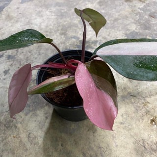 ต้น ฟิโลเดนดรอน พิ้งปริ้นเซส ด่างชมพู Philodendron pink princess (จำนวน 1 ต้น)