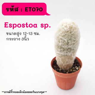 ET070 Espostoa sp.พ่อเฒ่า ไม้เมล็ด cactus กระบองเพชร แคคตัส กุหลาบหิน พืชอวบน้ำ