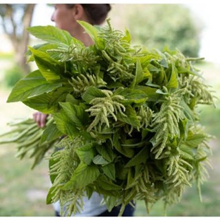 เมล็ดพันธุ์ผักโขม กรีน เทล (Green Tails Amaranthus Seed) บรรจุ 200 เมล็ด ของแท้ คุณภาพดี ราคาถูก นำเข้าจากต่างประเทศ