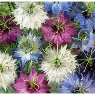 เมล็ดพันธุ์ดอกรักในสายหมอก Love In A Mist Flower Seed บรรจุ 150 เมล็ด คุณภาพดี ของแท้ ราคาถูก นำเข้าจากต่างประเทศ