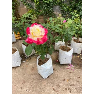 กุหลาบ-ดับเบิ้ลดีไลท์ “Double Delight” สีขาวเหลืองขอบแดง ดอกใหญ่ หอมแรง บานทน สีสันสดใส เลี้ยงง่าย