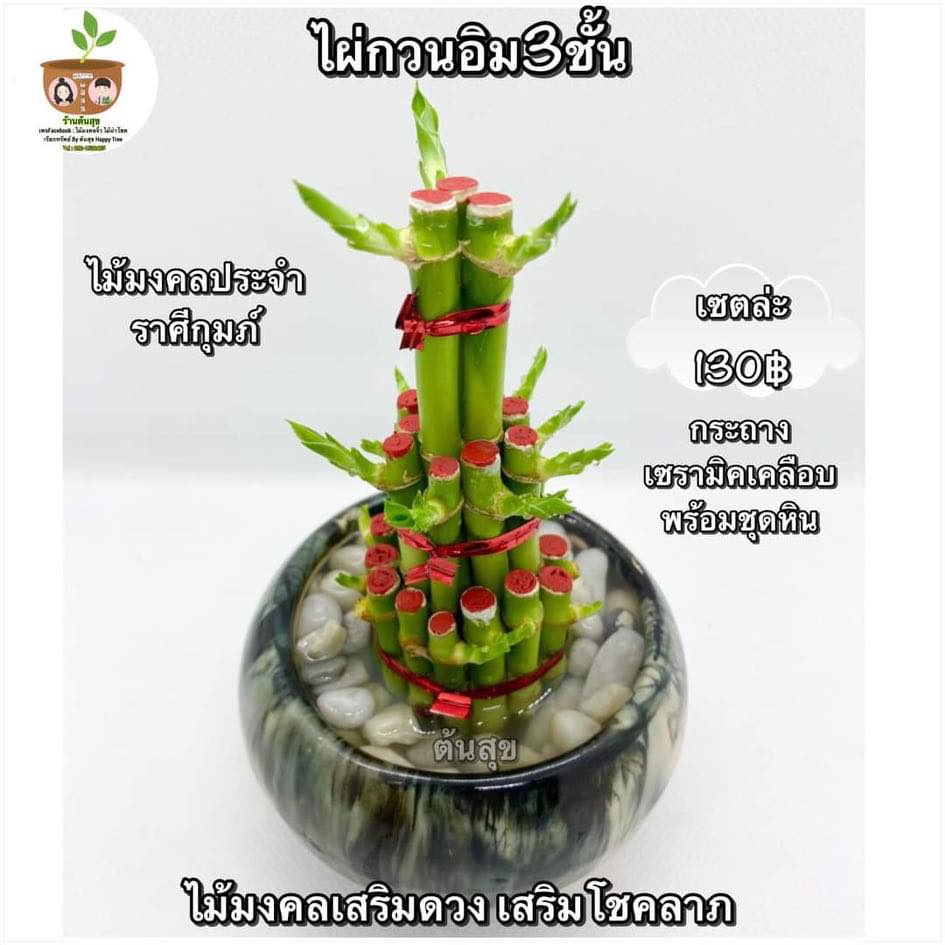ไผ่กวนอิมกระถางเซรามิค ทั้งเซตแบบในรูป จัดส่ง 2 ต้นขึ้นไป คละแบบได้