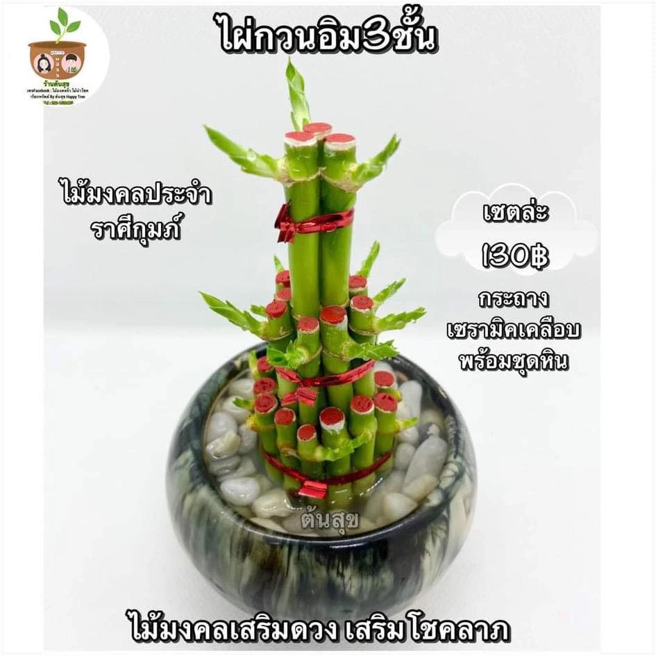 ไผ่กวนอิมกระถางเซรามิค ทั้งเซตแบบในรูป จัดส่ง 2 ต้นขึ้นไป คละแบบได้