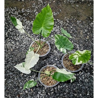 Alocasia Okinawa Silver • ❦ #บอนโอกินาว่า (ขนานแม่พันธุ์) กระถาง8️⃣.5️⃣ นิ้ว สวยดูดี มีเสน่ห์ ใบลักษณะใบ