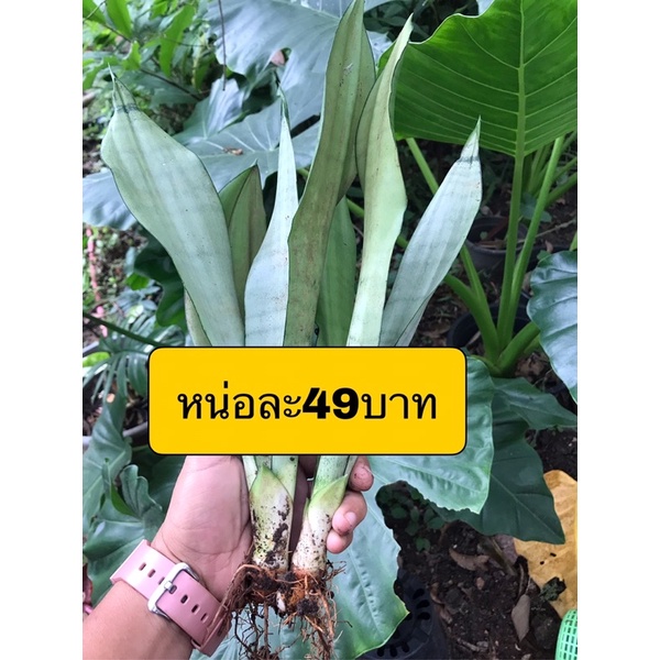 ลิ้นมังกรมูนไซน์หน่อละ49บาทส่งแบบล้างรากนะคะไม้ประดับไม้ฟอกอากาศ