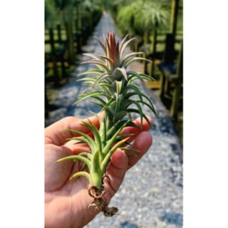 Tillandsia ionantha vanhyningii ไม้รากอากาศ รูปทรงสวย