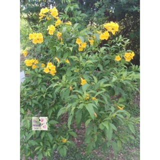 เมล็ดพันธุ์ต้นทองอุไร yellow elder tree seeds เป็นต้นไม้พุ่ม 2-4เมตร ไม้ดอก ออกดอกสีเหลืองสดอร่าม ให้ร่มเงาดี เลี้ยงง่าย