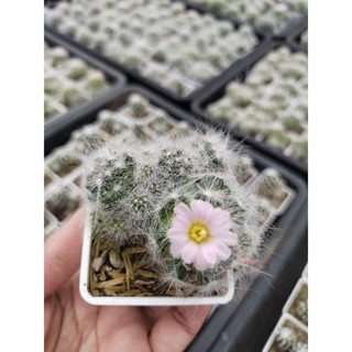 แคคตัส แมมมิลาเรีย กลาสซิไอ Mammillaria Glassii