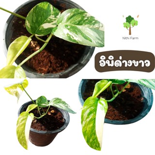 ต้นอิพิด่างขาว(Epipremnum pinnatum) ไม้เลื้อยฟอกอากาศ ไม้สะสม