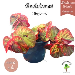 บีโกเนียใบกลม Begoniaไม้ใบเรืองแสง สวยมาก ต้นฟูๆ พร้อมกระถาง4นิ้ว