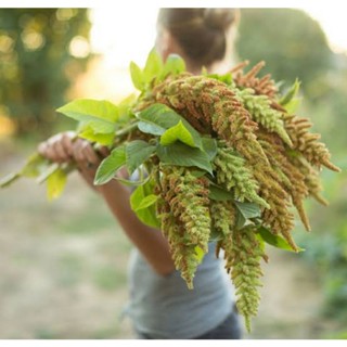 เมล็ดพันธุ์ผักโขม ออทั่ม ทัช (Autumn Touch Amaranthus Seed) บรรจุ 200 เมล็ด ของแท้ คุณภาพดี ราคาถูก นำเข้าจากต่างประเทศ