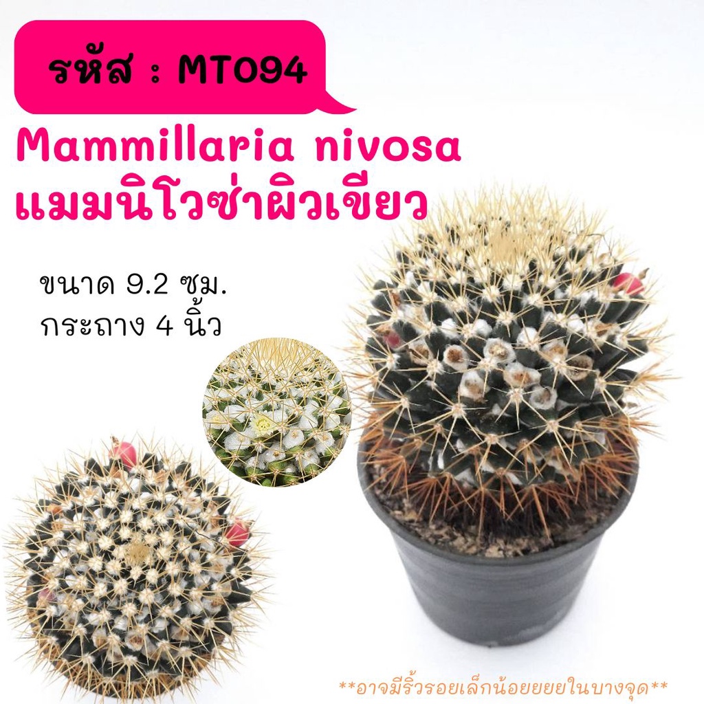 MT094 Mammillaria nivosa แมมนิโวซ่าผิวเขียว ไม้เมล็ด  cactus กระบองเพชร แคคตัส กุหลาบหิน พืชอวบน้ำ