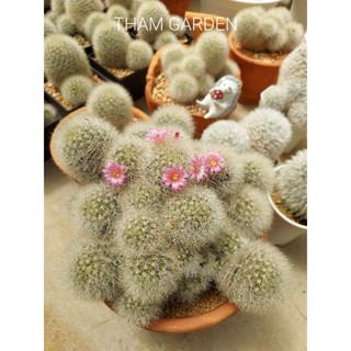 Mammillaria laui หรือ แมมลาวอ้าย