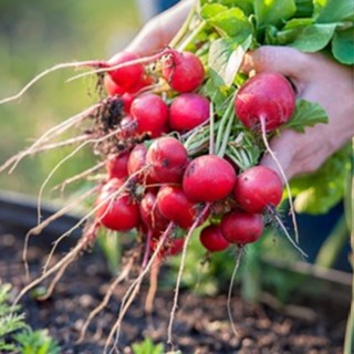 เมล็ด​พันธุ์​ เรด เรดิช แรดิชเชอร์รี่​เบล​ Radish บรรจุ 40-100เมล็ด​ (ซื้อ10 แถม 1 คละได้)