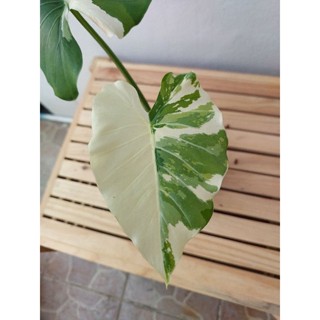 บอนโอกินาว่าด่างขาว Alocasia Okinawa Silver