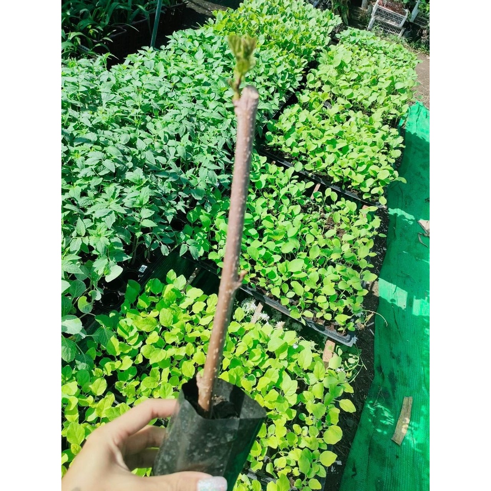 กิ่งหม่อนในถุงดำมีใบ กิ่งหม่อนมีสรรพคุณช่วยทำให้เลือดลมไหลเวียนได้สะดวกมากขึ้น ช่วยบำรุงหัวใจ (ผล) ถุงละ 29 บาท ราคา ถูกที่สุด ดีลบีเคเค แกลเลอรีภาพที่ 4