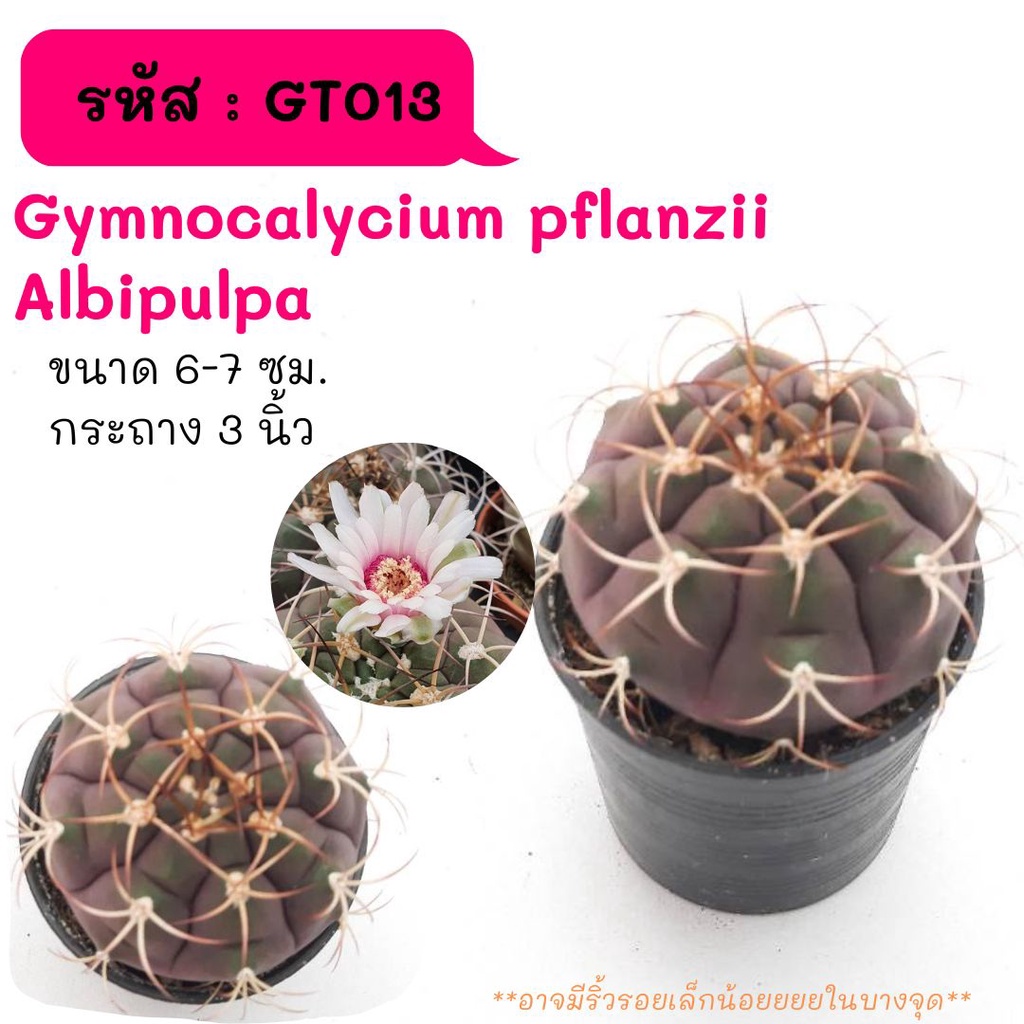 GT103 Gymnocalycium pflanzii Albipulpa  ไม้เมล็ด cactus กระบองเพชร แคคตัส กุหลาบหิน พืชอวบน้ำ