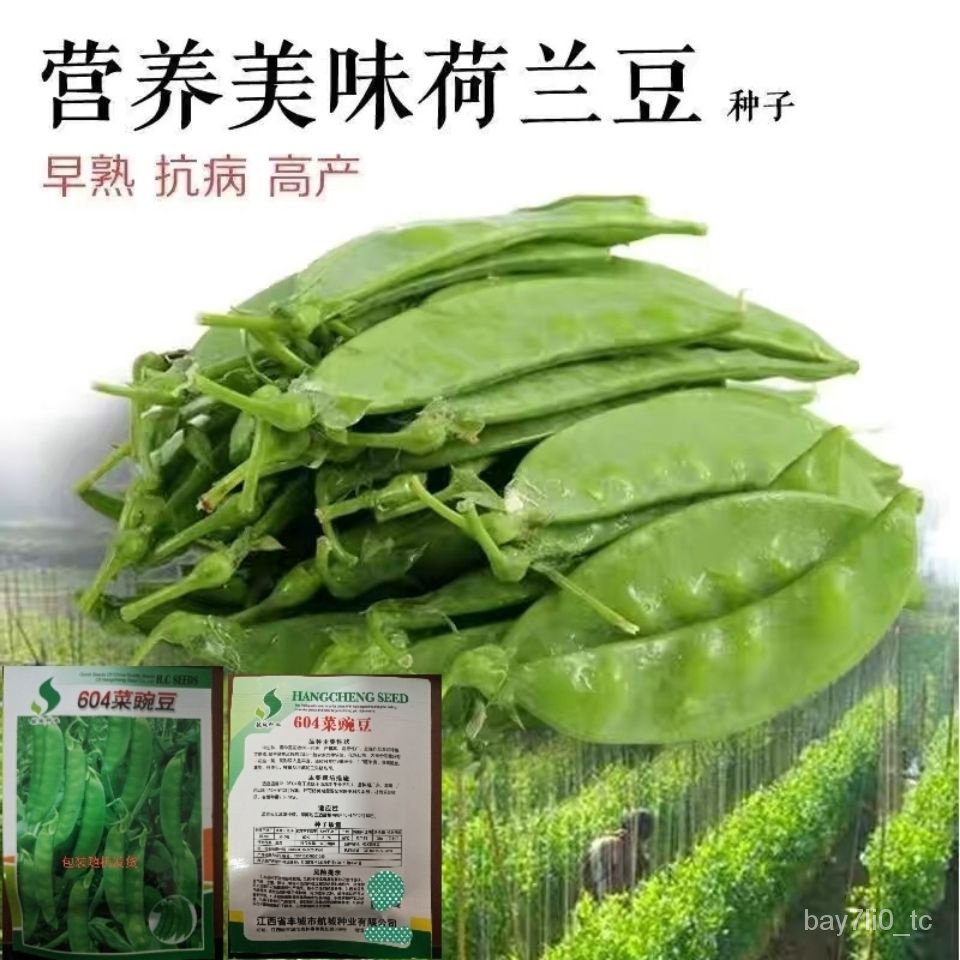 Early Dutch Bean Seeds Green Safflower Bean Seeds High Grade Fruit   Sg 11134201 22120 Qel5p4ps6jlv74