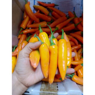 🌶️พริกเหลืองพริกชี้ฟ้าเหลืองสวยๆสดๆขายถูก💯500g