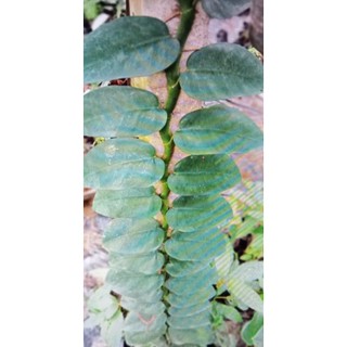 แนบอุราสีเขียว กิ่งตัดสดยาว30cm.