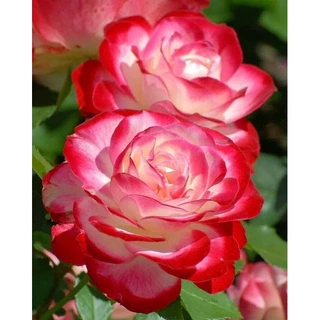 กุหลาบ-ดับเบิ้ลดีไลท์ “Double Delight” สีขาวเหลืองขอบแดง ดอกใหญ่ หอมแรง บานทน สีสันสดใส เลี้ยงง่าย
