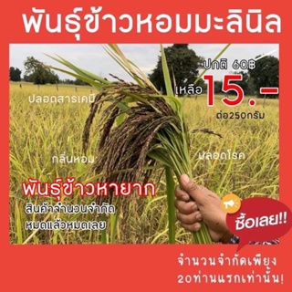 เมล็ดพันธ์ุข้าวหอมมะลินิล จังหวัดสุรินทร์