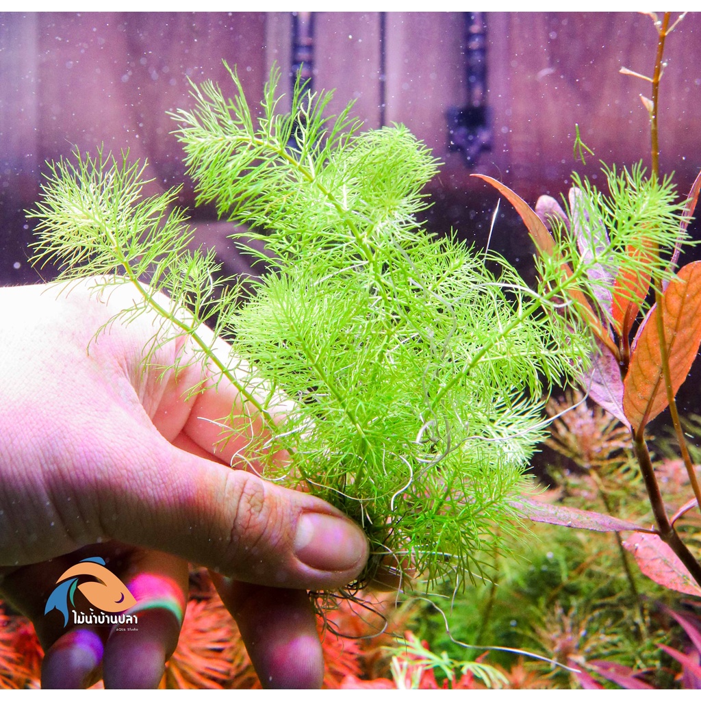 ต้นไม้น้ำ ขนนกแคระญี่ปุ่น Myriophyllum guyana