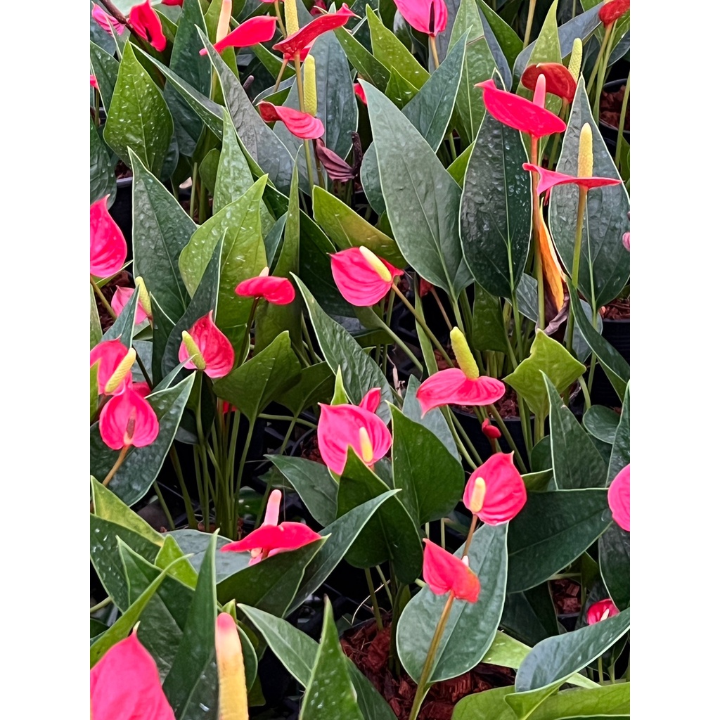 มุมมอง 2