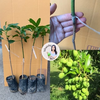 #ต้นมะม่วงเบาใต้ พันธุ์ทวายทั้งปี #มะม่วงเบาใต้ (เสียบยอด) สูงราว50-60เซน 10 เดือนติดผล