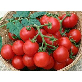 เมล็ดพันธุ์มะเขือเทศเชอร์รี่ ลากจน์ เรด Large Red Cherry Tomato Seeds บรรจุ 25 เมล็ด คุณภาพดี ของแท้ ราคาถูก นำเข้าจาก