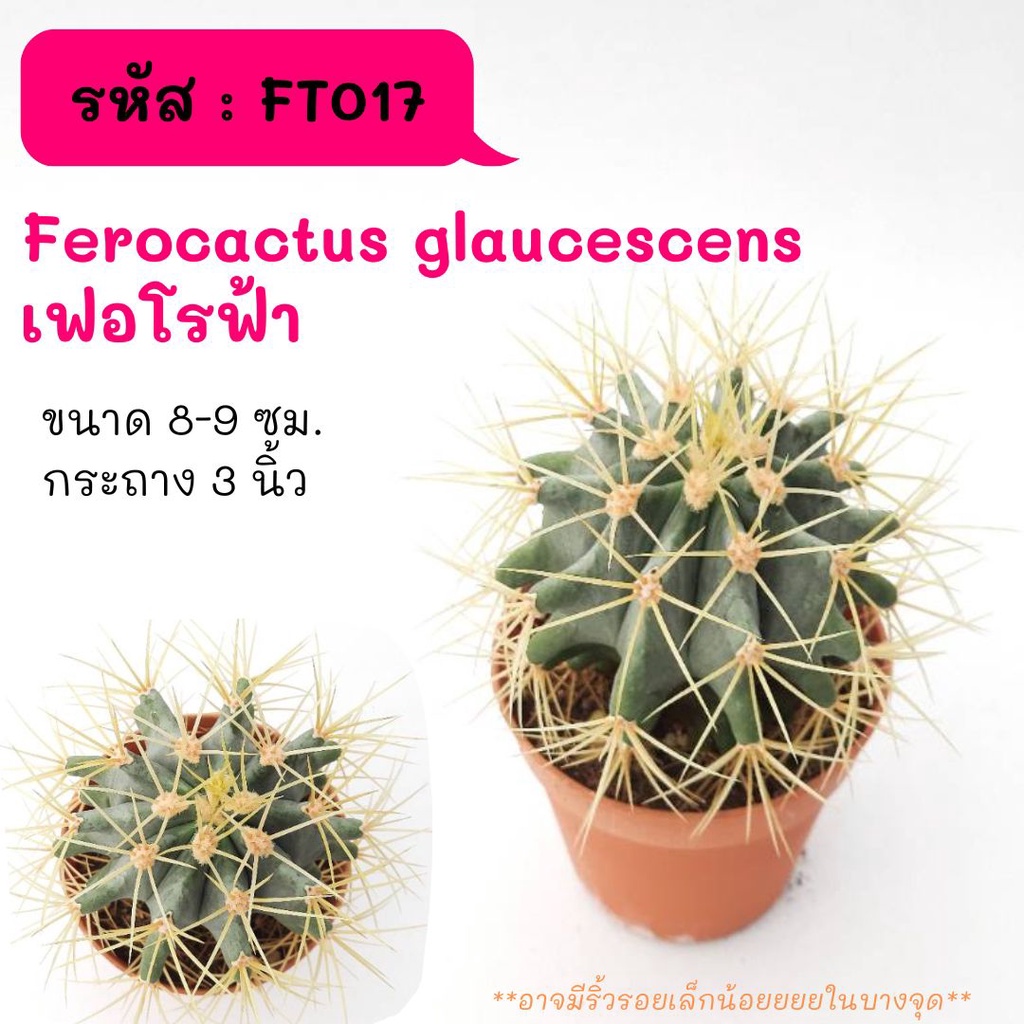 FT017 Ferocactus glaucescens เฟอโรฟ้า ไม้เมล็ด cactus กระบองเพชร แคคตัส กุหลาบหิน พืชอวบน้ำ