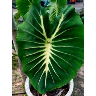 ☘️โคโลคาเซียแนนซี่☘️Colocasia nancy