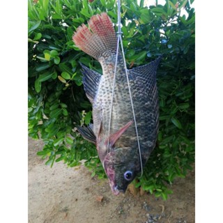 เหล็กอบปลานิลอบโอ่ง ​รุ่นใหม่ใชัลวดใหญ่กว่าเดิม แข็งแรงยิ่งข…