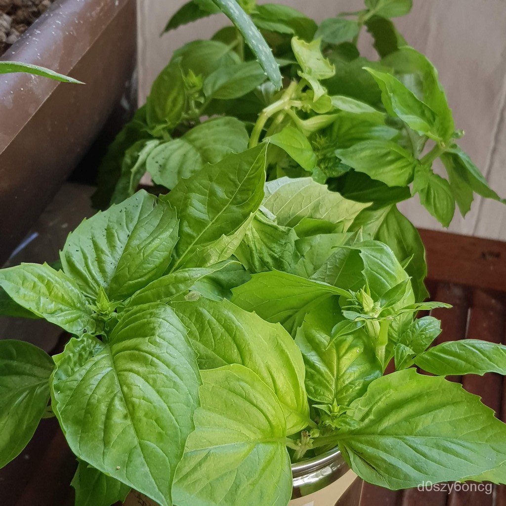 p9rn ราคาพิเศษ | ซื้อออนไลน์ที่ Shopee ส่งฟรี*ทั่วไทย!