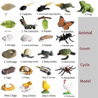 ของเล่นเด็ก โมเดลสัตว์จําลอง สัตว์ขนาดเล็ก ผีเสื้อ ไก่ เต่า การเจริญเติบโต ของเล่นวงจร