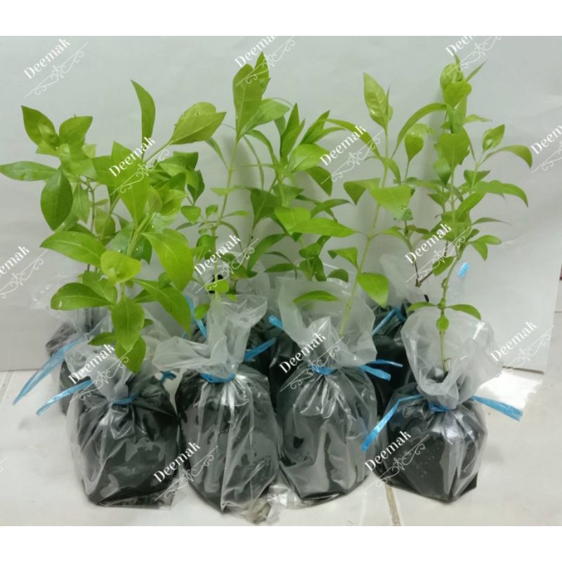 ต้นกล้าเทียนกิ่ง ต้นกล้าเฮนน่า (Henna tree sapling) ต้นเทียนกิ่ง เทียนกิ่งดอกขาว เฮนน่า เทียนกิ่ง ต้นสูง 10 -15 cm