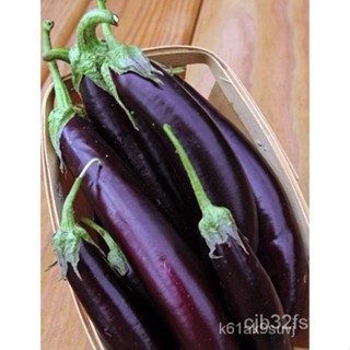 อินทรีย์ ใหม่ สายพันธุ์ จุดประเทศไทย ❤EGGPLANT LONG PURPLE VEGETABLE SEEDS (123 seeds)เมล็ดอวบอ้วน 100% รอคอยที่/ขายด GP