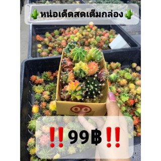 หน่อเด็ดสด​ แคคตัส​ กระบองเพชร​ เต็มกล่อง​ ‼️คุ้ม‼️