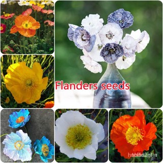 ผลิตภัณฑ์ใหม่ เมล็ดพันธุ์ 2022เมล็ดบอนสี 50pcs Flanders Seeds หัวบอนสี ต้นบอนสีสวยๆ บอนสีปีกกินนรี บอล สิหายาก เ/มะเขือ